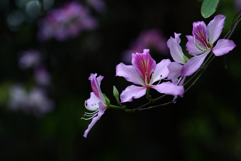 可爱的紫荆花(2):特写篇