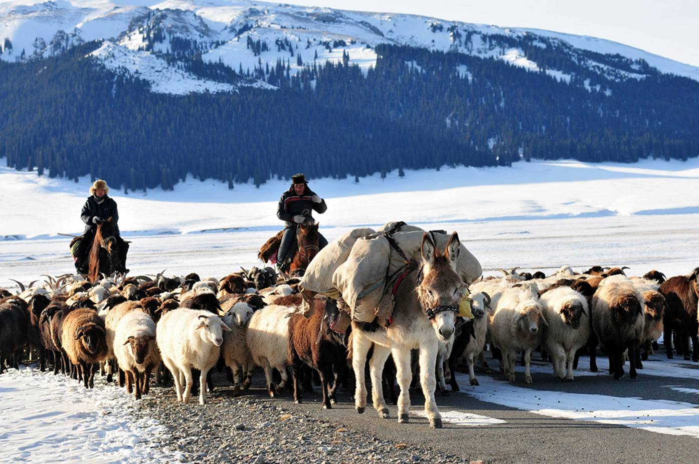 这才是真实的草原牧民，虽然生活过得很简单，却都是百万富翁_内蒙古