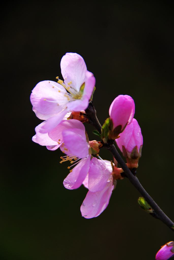 春来发几枝