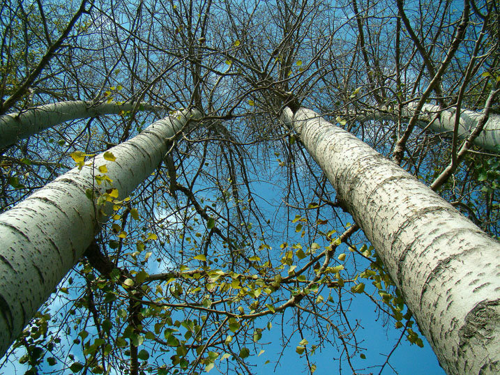 【几棵白杨树摄影图片】公路旁生态摄影