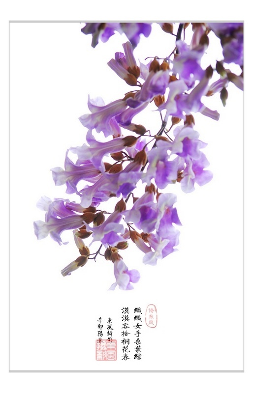 【一帘月色覆桐花摄影图片】杭州生态摄影_东 风影