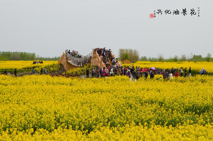 兴化油菜花 (共p)