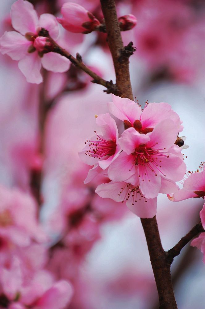 人面桃花