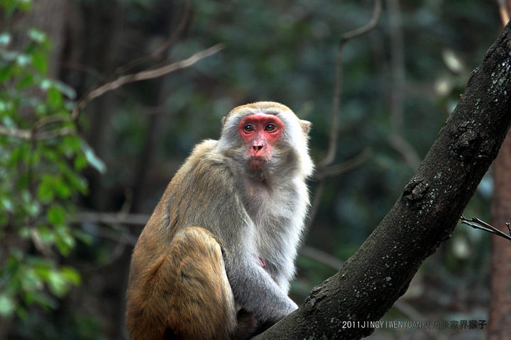 【张家界猴子摄影图片】湖南张家界生态摄影