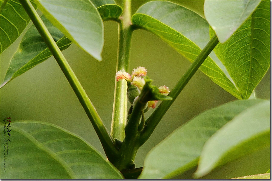 核桃的雌花和雄花