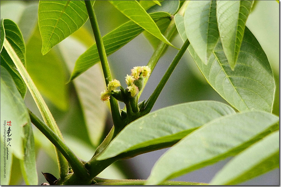 核桃的雌花和雄花