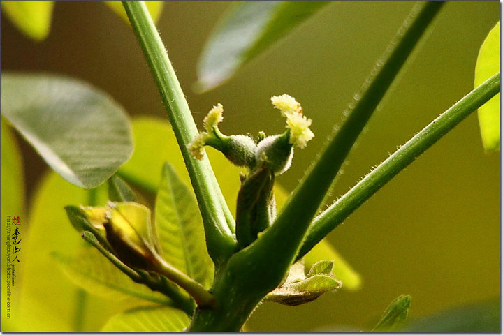 核桃花(雌花带果)