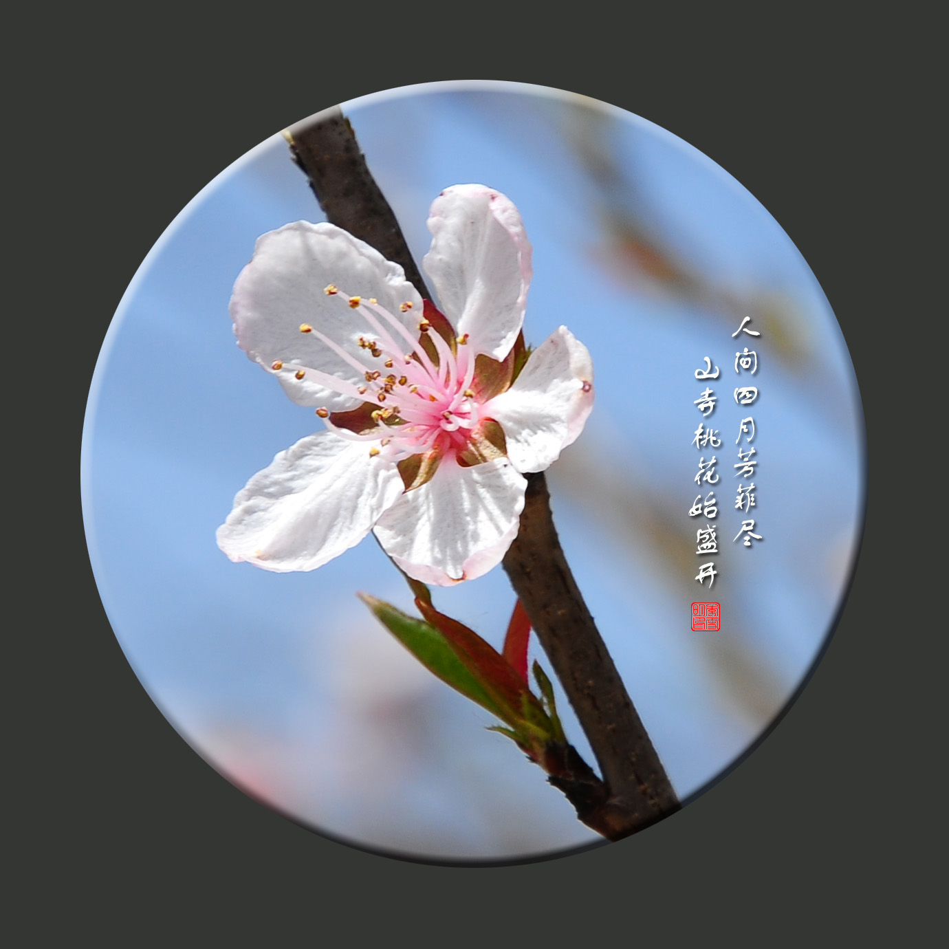 人间四月芳菲尽,山寺桃花始盛开