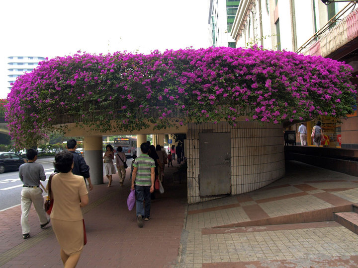 请让市花永远遍布山城梧州-红豆社区