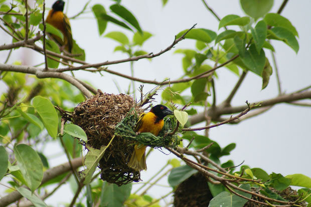 【非洲印象10--织巢鸟摄影图片】西非贝宁科特