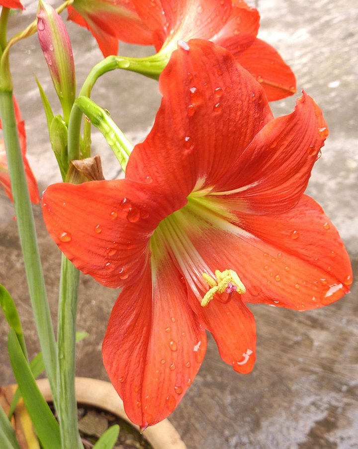 "名花竟魁"