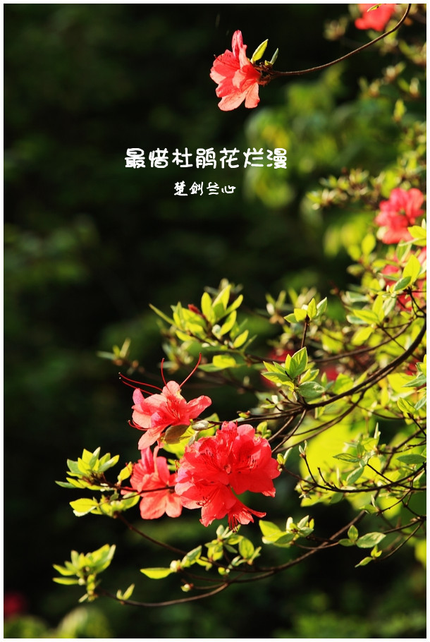 最惜杜鹃花烂漫