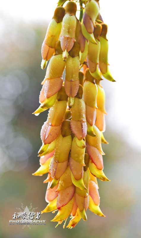 【虫虫也疯狂摄影图片】江门市生态摄影_jmk