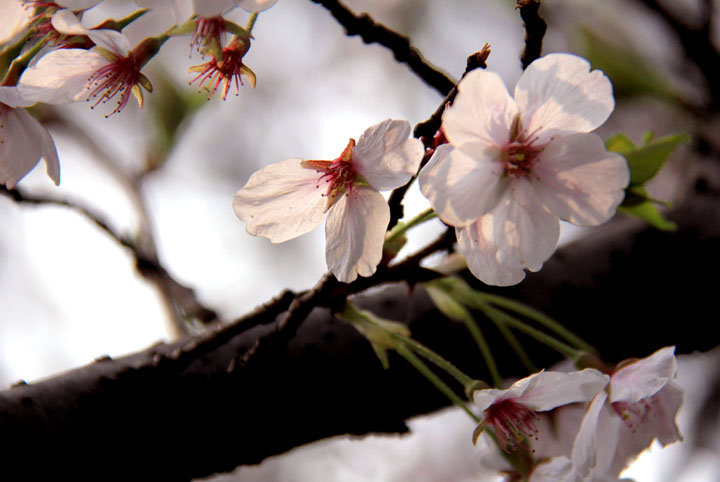 【即将凋谢的樱花摄影图片】常州,红梅公园生