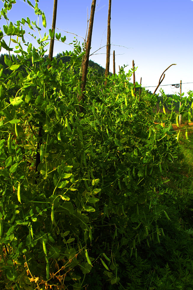 小豌豆荚_动植物与微距论坛_太平洋电脑论坛