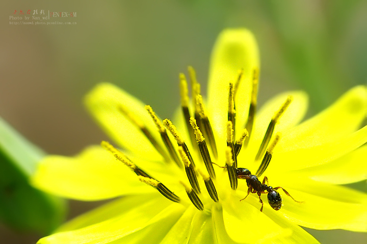 【学蜜蜂的蚂蚁摄影图片】公园生态摄影