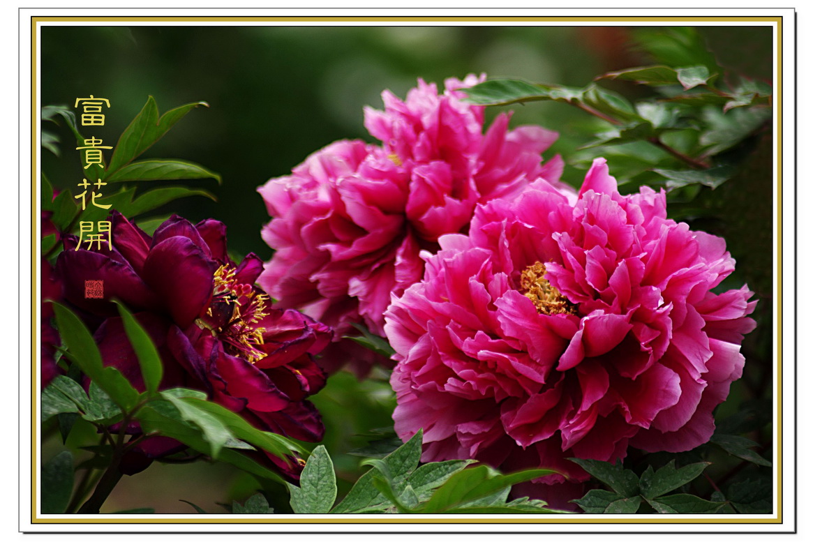 盛开的国花“牡丹花”高清植物图片_花卉图片_3g图片大全