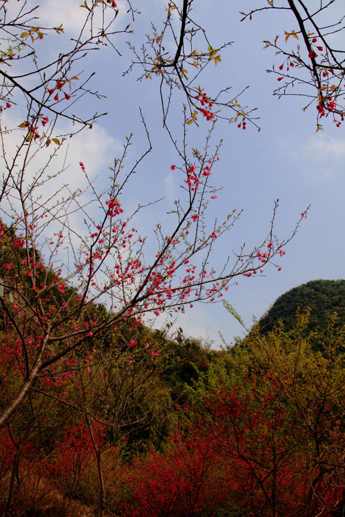 开满红花的小树林(共p)