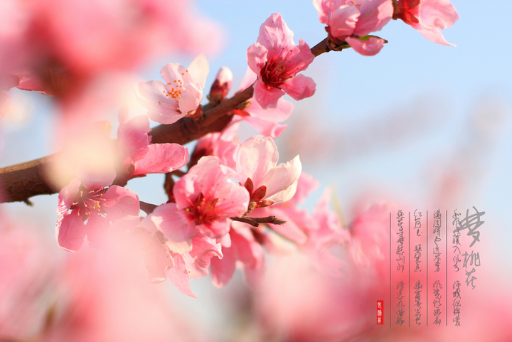 【梦桃花摄影图片】傅家圈生态摄影_太平洋电脑网摄影