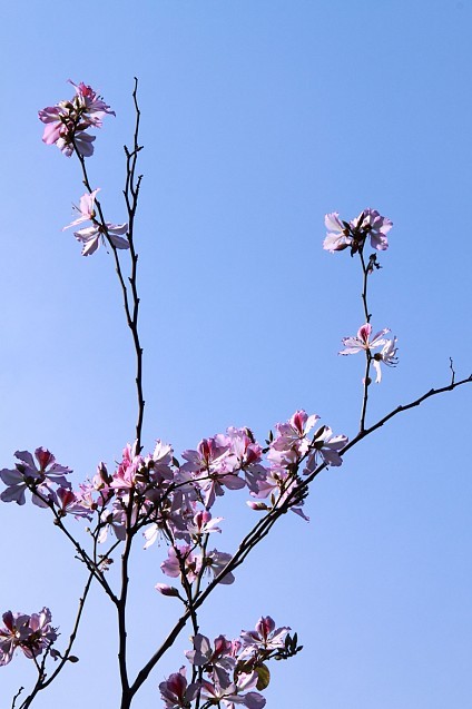 春天的花朵