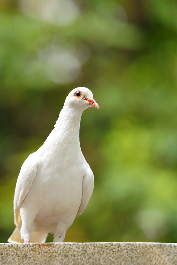 【鸽子摄影图片】广州华南植物园生态摄影_太平洋电脑