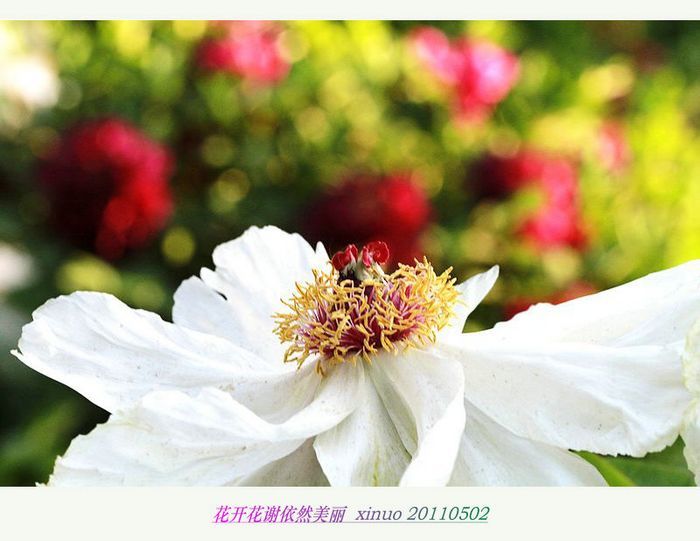 【花开花谢依然美丽摄影图片】紫竹院生态摄影