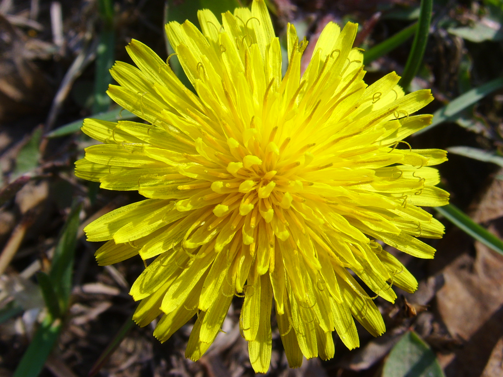 免费照片： 黄棕色, 美丽, 美丽的花朵, 盛开, 盛开, 开花, 束, 明亮, 芽, 堆