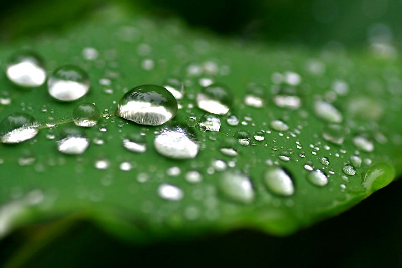 雨后露珠