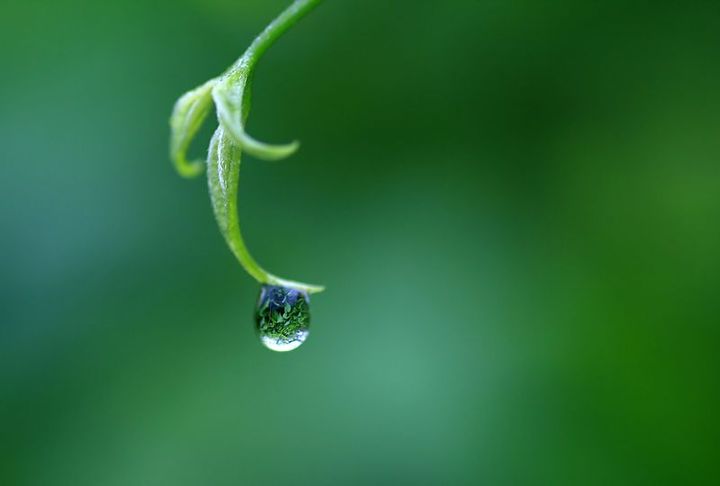 雨后露珠_动植物与微距论坛_太平洋电脑论坛