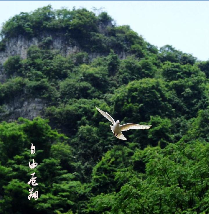 自由飞翔