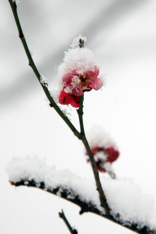 2011隋唐雪梅