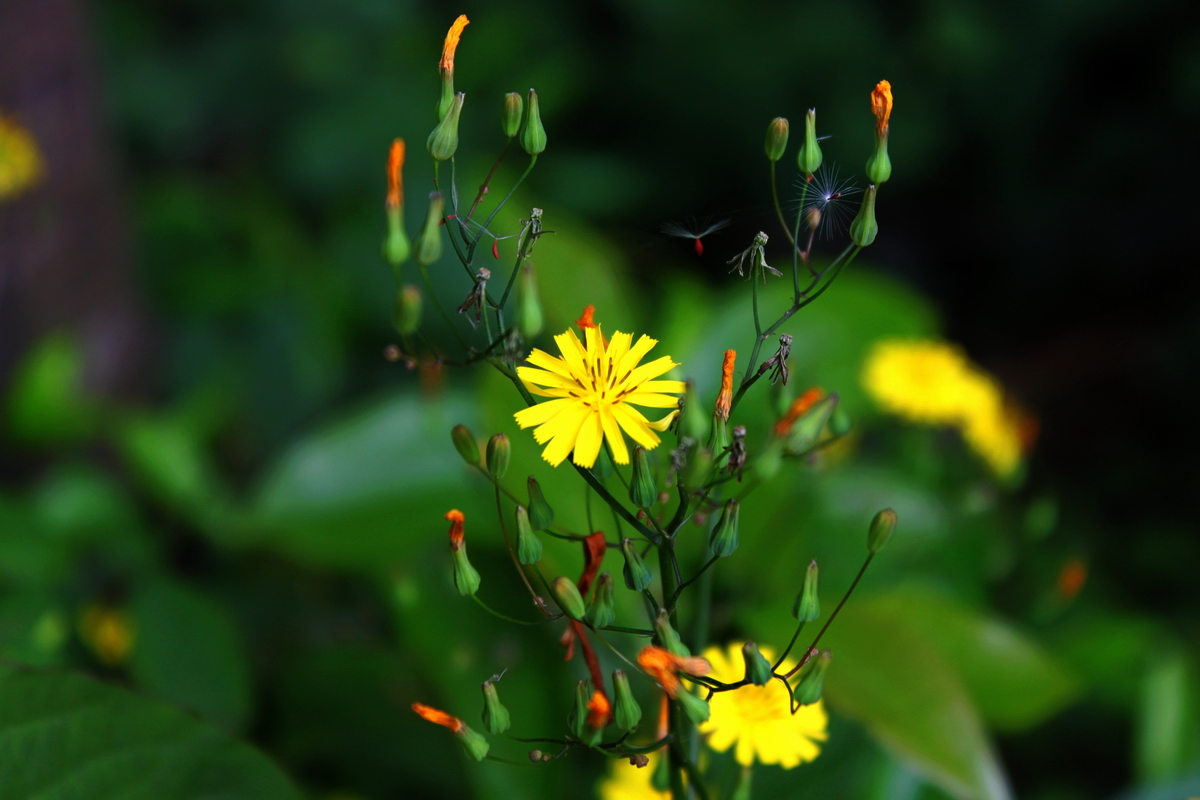 小野菊