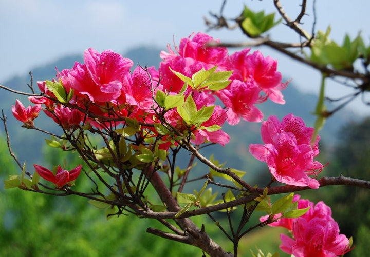 龟峰山杜鹃花