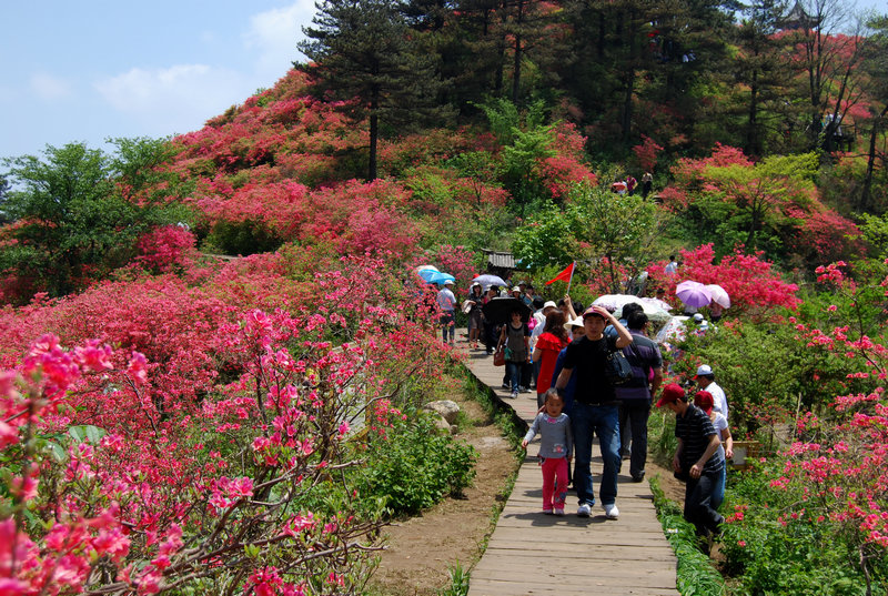 龟峰山杜鹃花