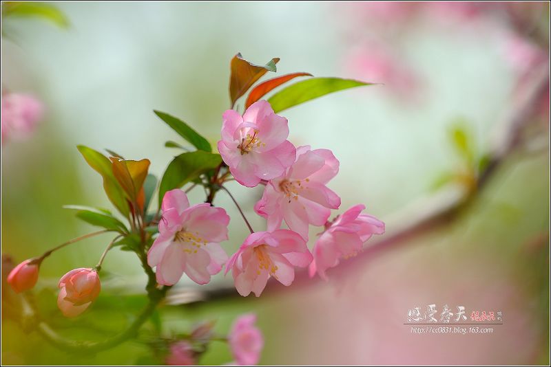 海棠花又开