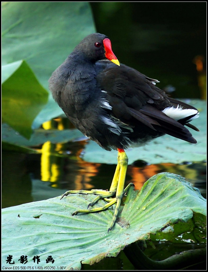 野生水鸟 -《黑水鸡》