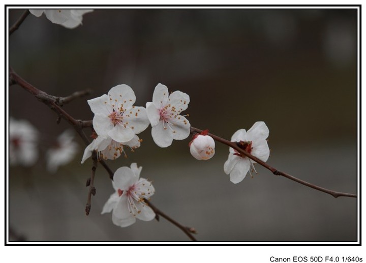【微雨·杏花摄影图片】杏花园生态摄影_太平洋电脑网摄影部落