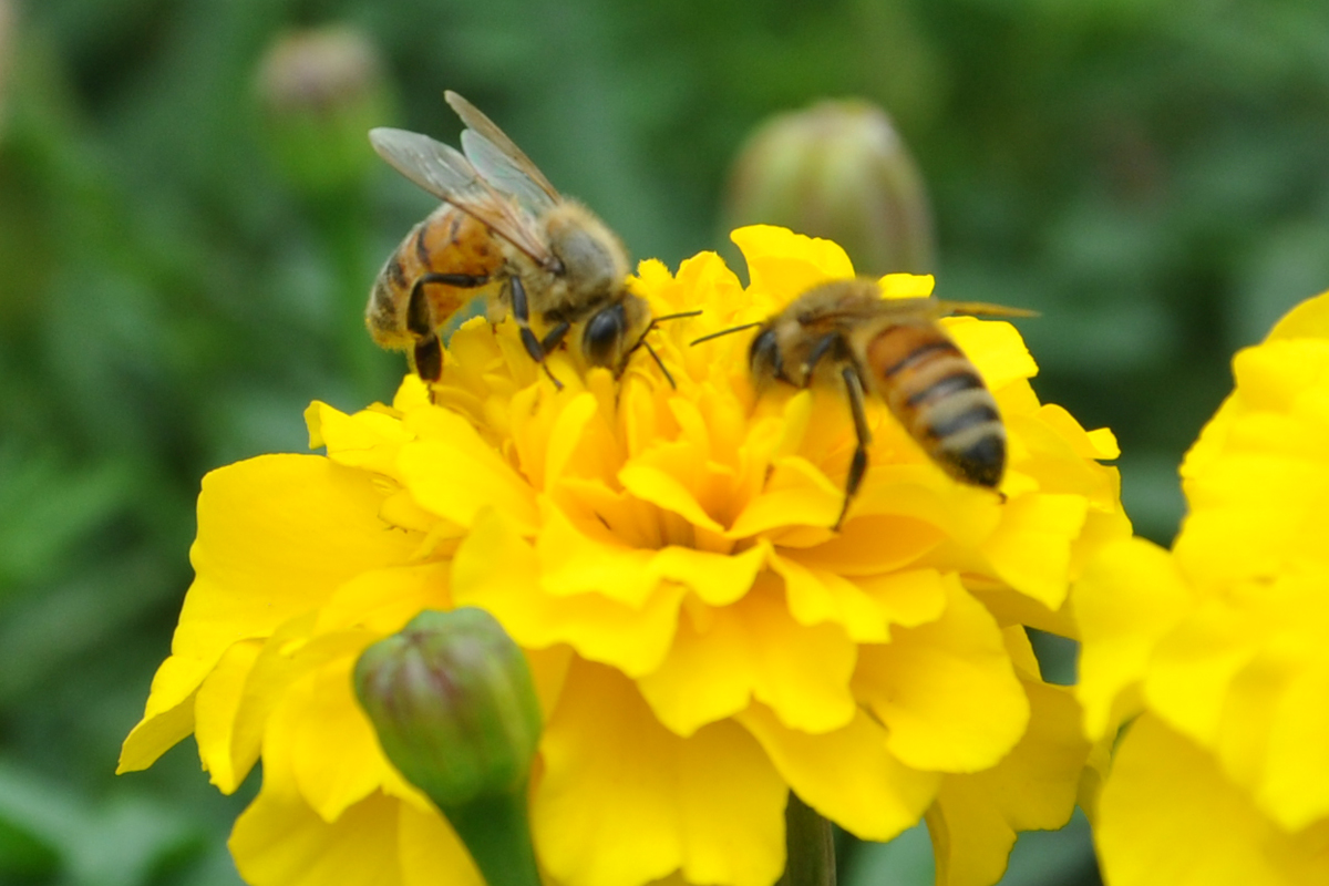 黄色花瓣上的两只蜜蜂47487_动物合集_动物类_图库壁纸_68Design