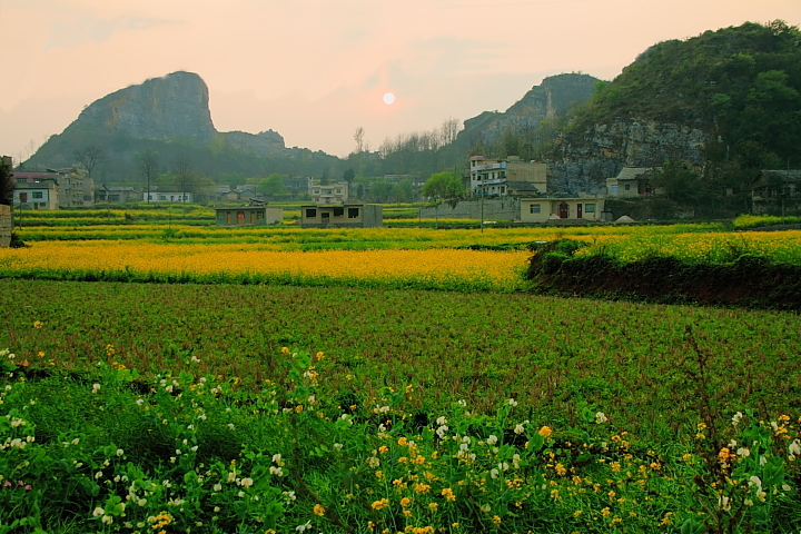 【田园-油菜花摄影图片】贵州安顺生态摄影_太平洋网