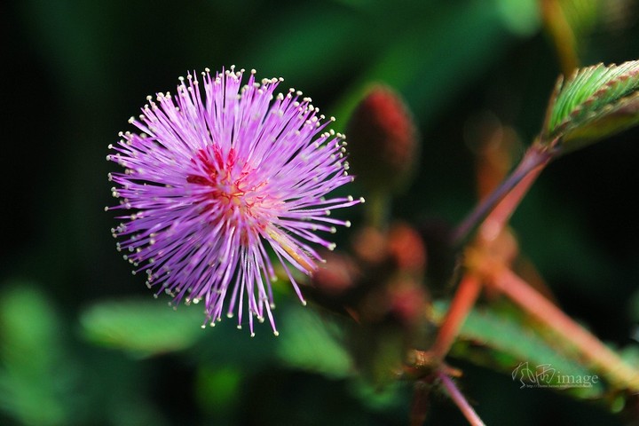 含羞牵牛姚金娘_动植物与微距论坛
