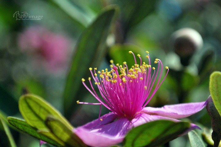 含羞牵牛姚金娘_动植物与微距论坛