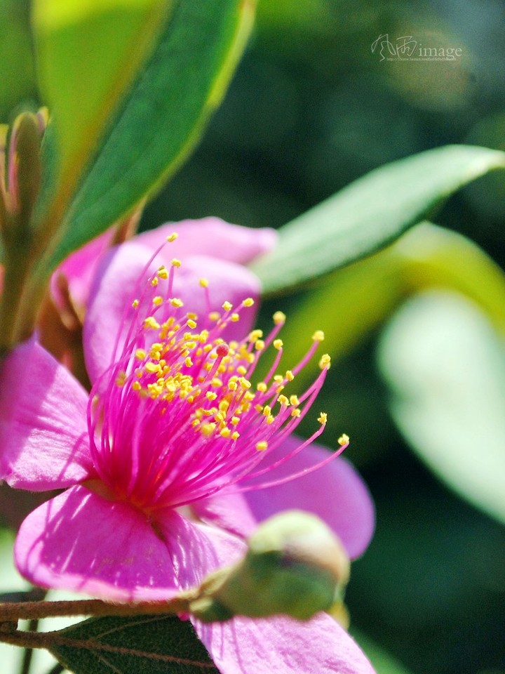 含羞牵牛姚金娘_动植物与微距论坛