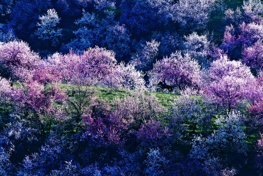 又是山花烂漫时