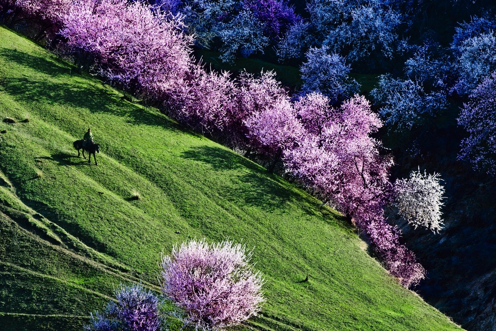 又是山花烂漫时