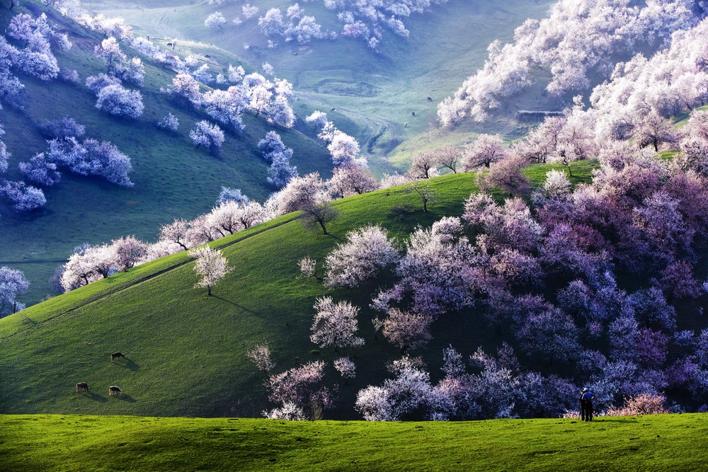 又是山花烂漫时