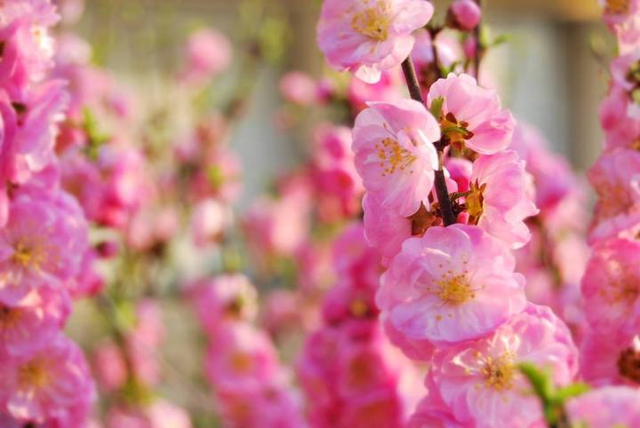 又见春花灿烂