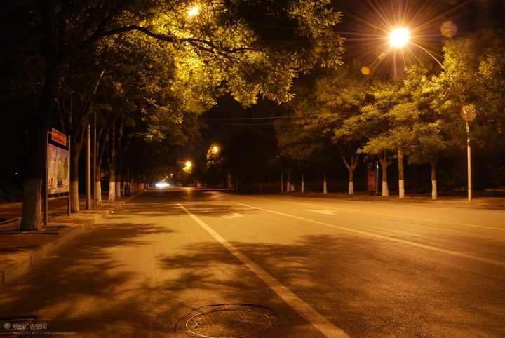 无意中的夜景  路灯下的树