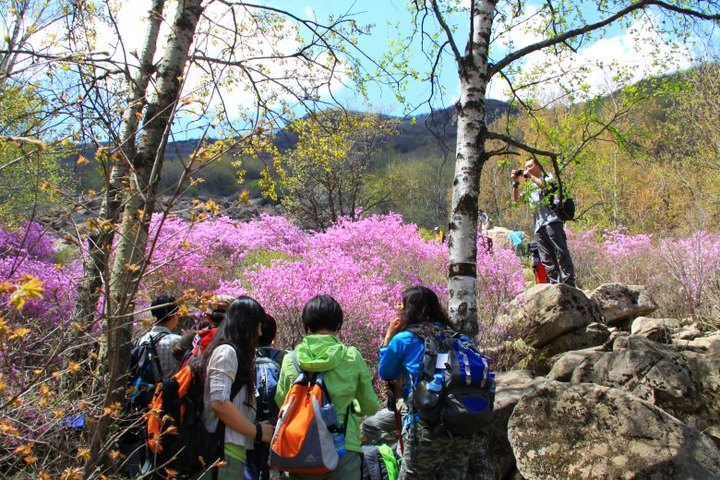 喇叭沟门杜鹃红