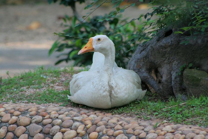 鹅鹅鹅