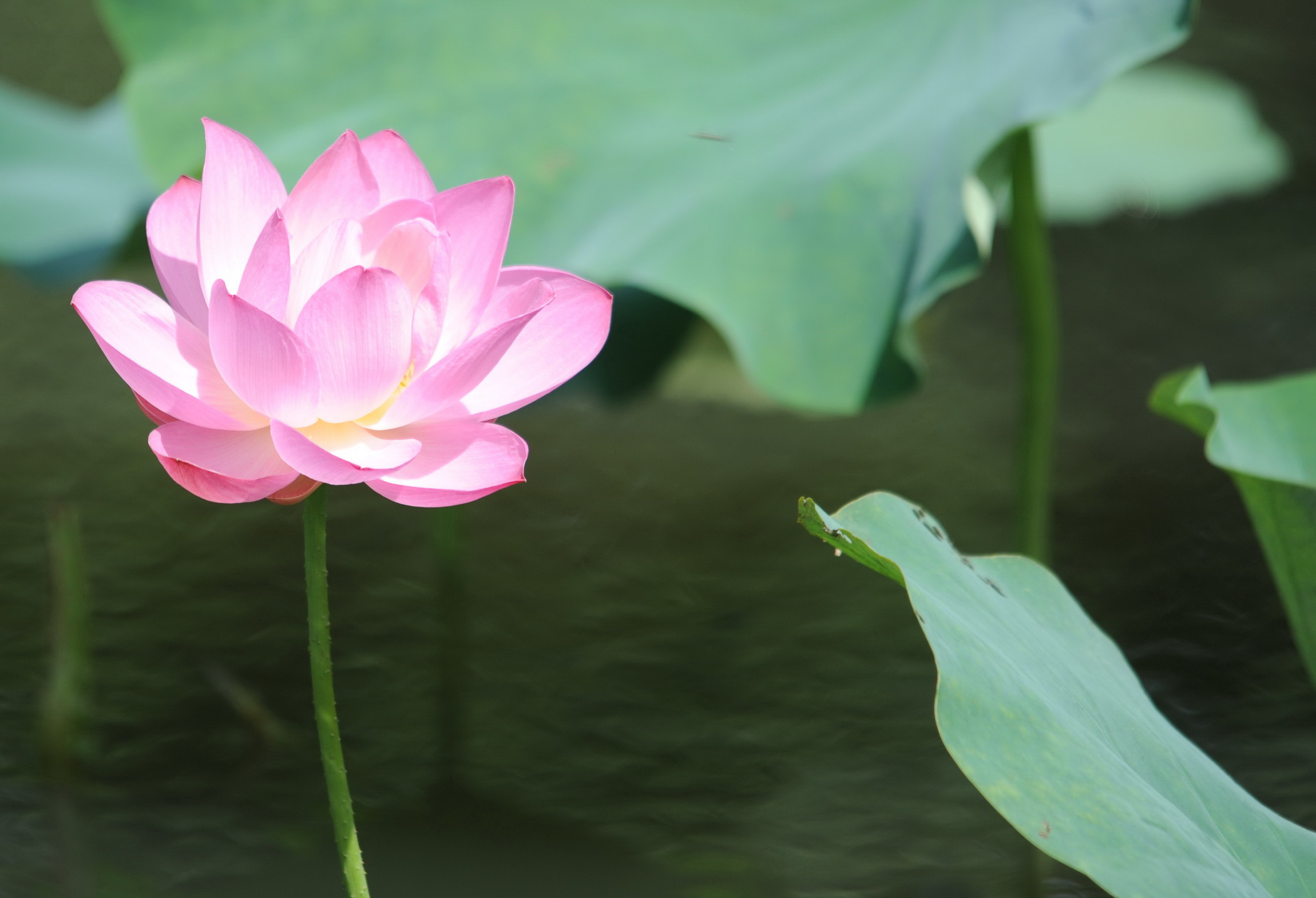 初夏荷花登场